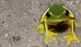 frog identification, frog ID, email, contact, frogs
