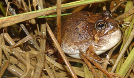 frogging